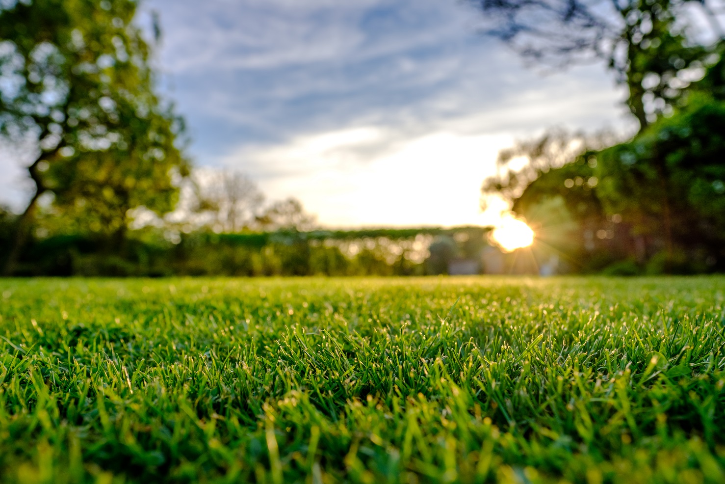 spring-lawn-care-guide-love-the-garden